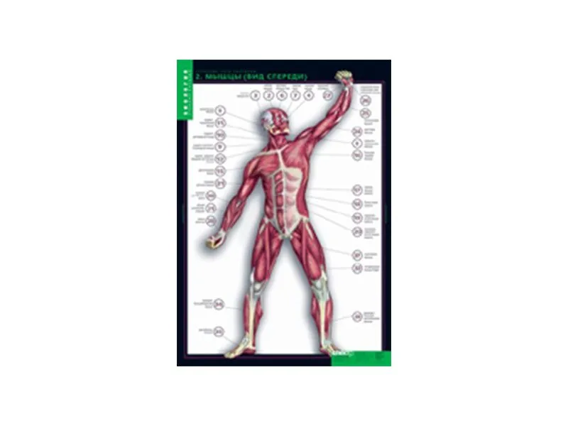 Набор таблиц «Строение тела человека» — 10 плакатов