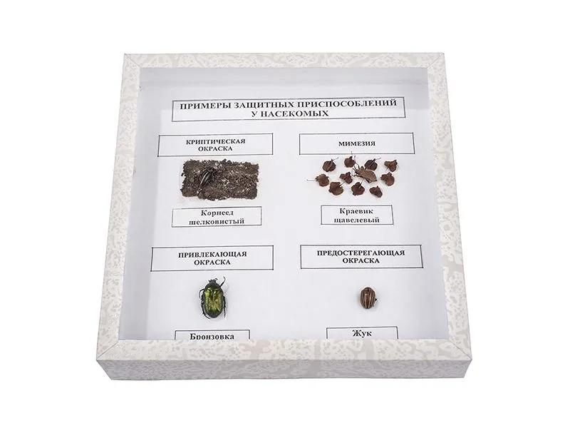 Коллекция «Защитные приспособления насекомых» (демонстрационная)