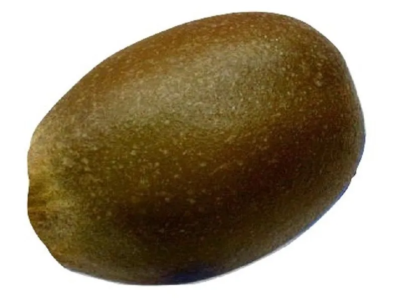 Муляж Киви натурального размера