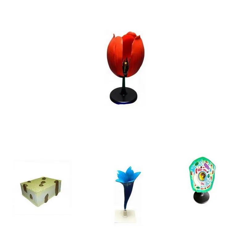 Комплект моделей «Из мира биологии» — 9 моделей