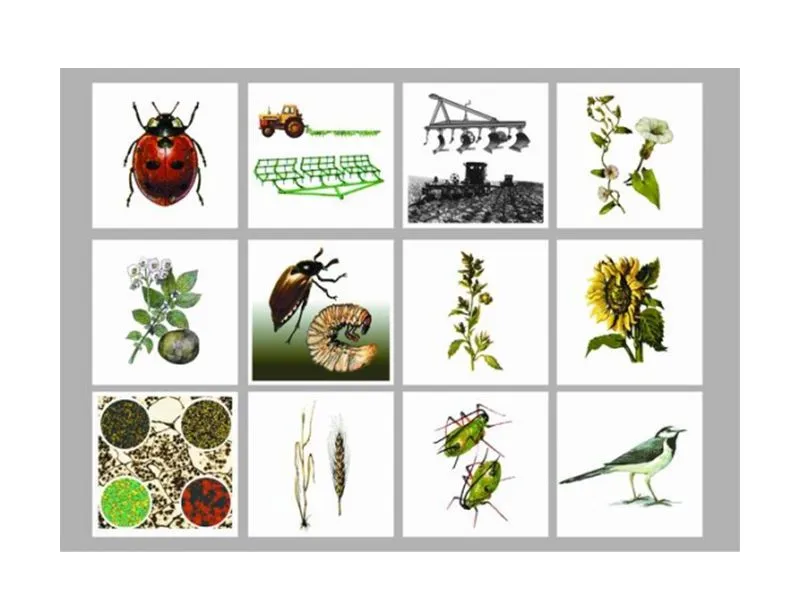 Модель «Агроценоз» — дидактическая аппликация