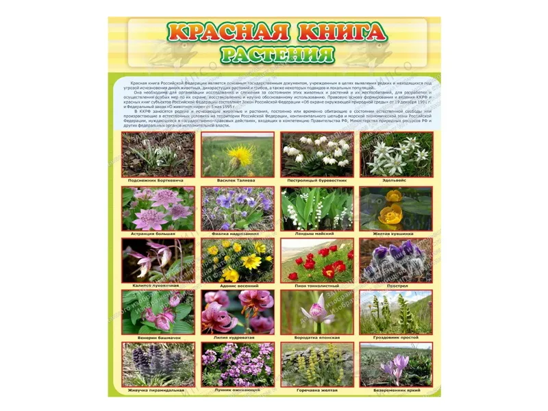 Стенд Красная книга - Растения