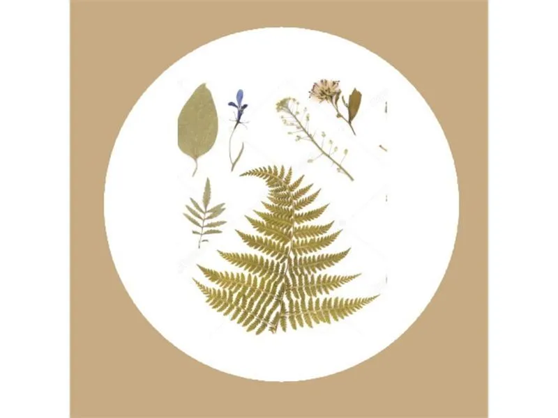 Комплект гербариев для школы — 9 учебных наборов