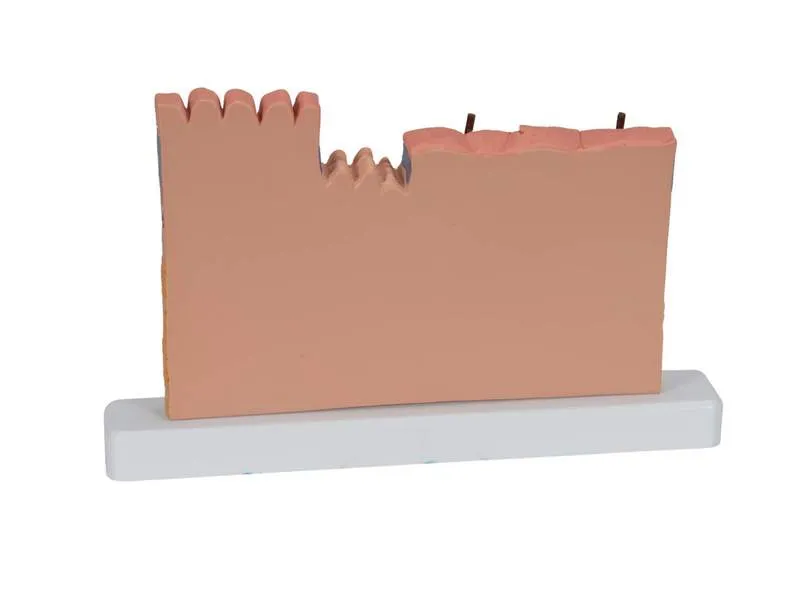 Модель сечения кожи