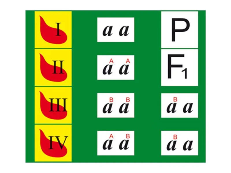 Модель-аппликация «Генетика групп крови» — 24 карты