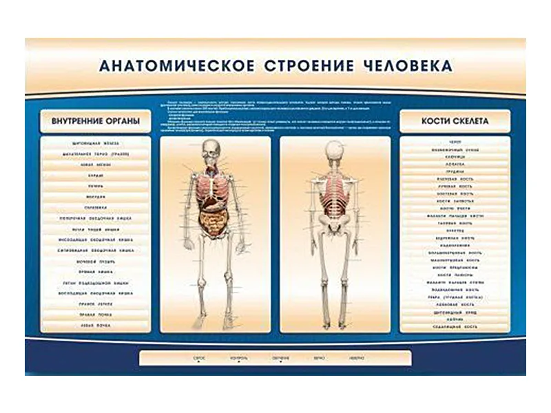 Стенд-тренажер «Анатомия человека» электрифицированный 1500×1000 мм