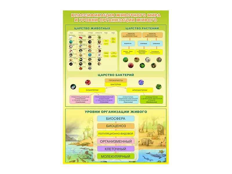 Стенд Классификация животного мира