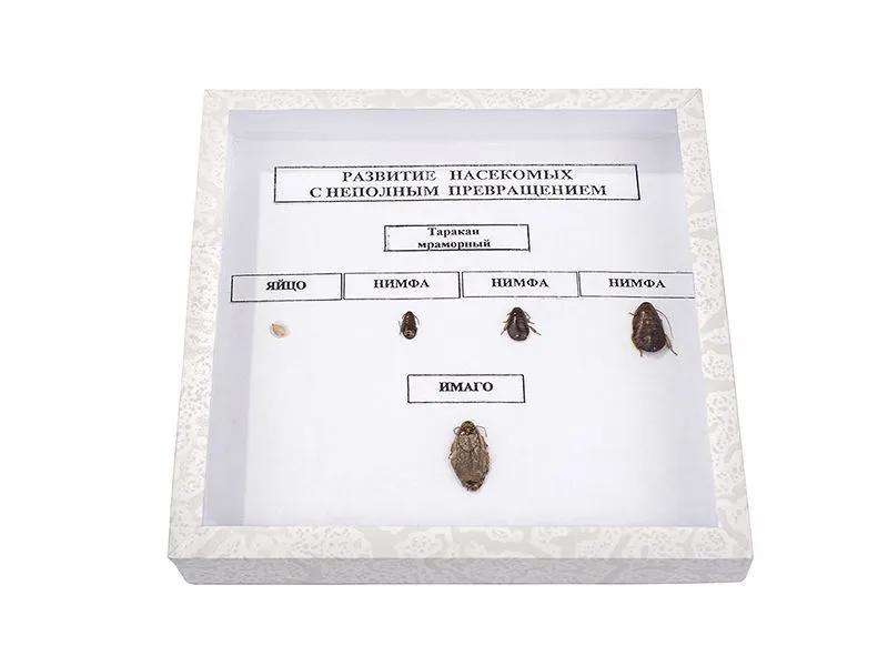Коллекция "Развитие насекомых" — неполное превращение