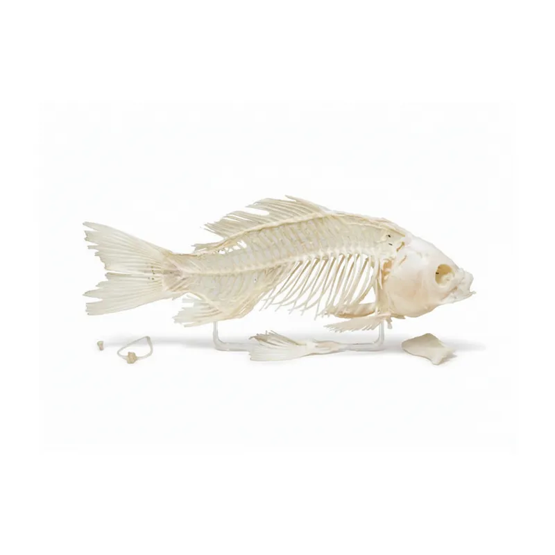 Скелет костистой рыбы ЭДГ-2189 на подставке