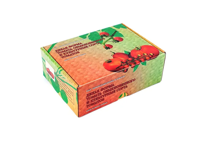 Муляжи томатов — дикая форма и 5 культурных сортов, 6 шт.