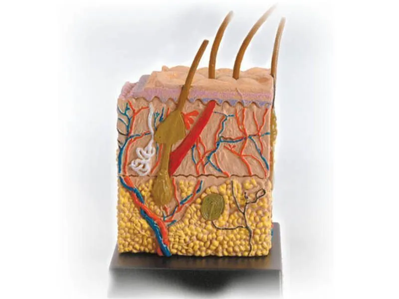 Набор Профессор Эйн: Кожа