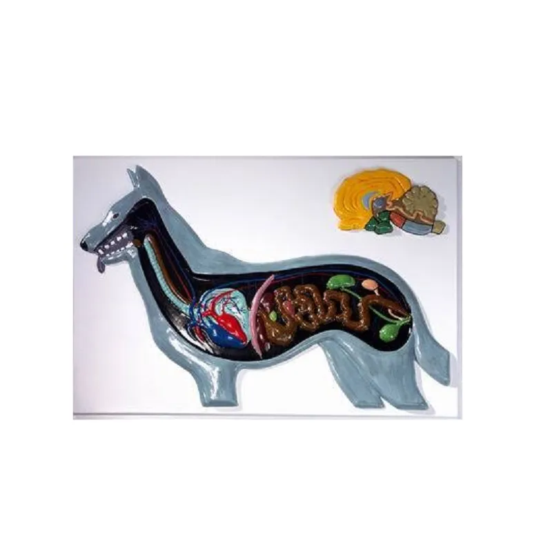 Барельефная модель «Внутреннее строение собаки»