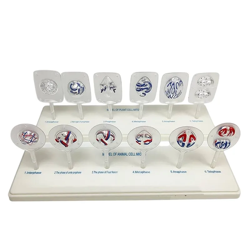 Модель клетки — митоз и мейоз, 12 деталей