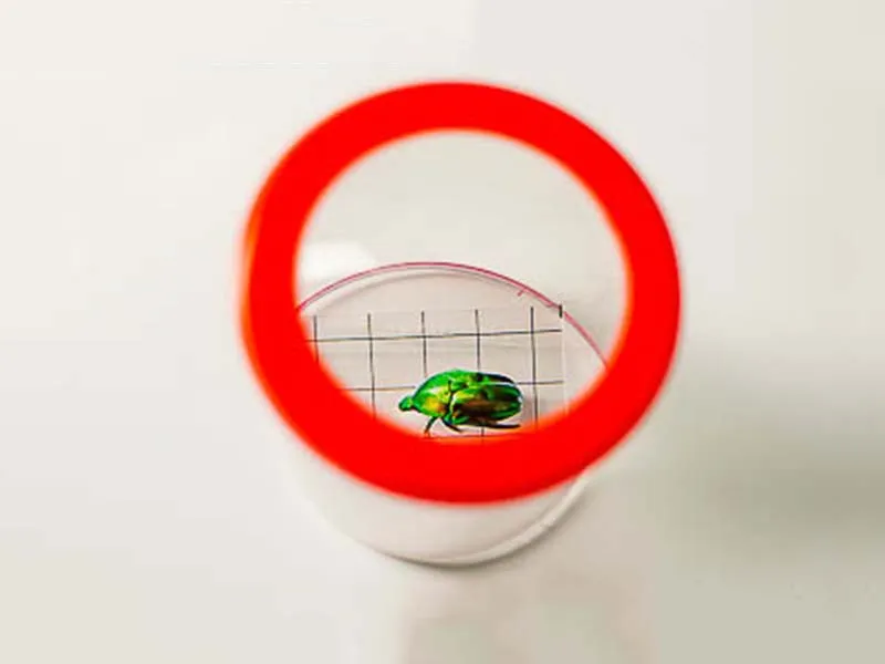 Набор‑контейнер для наблюдений за насекомыми ЭДГ-3357