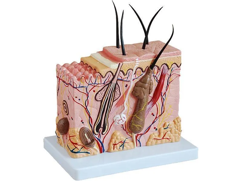 Модель "Кожа человека" — кубическая