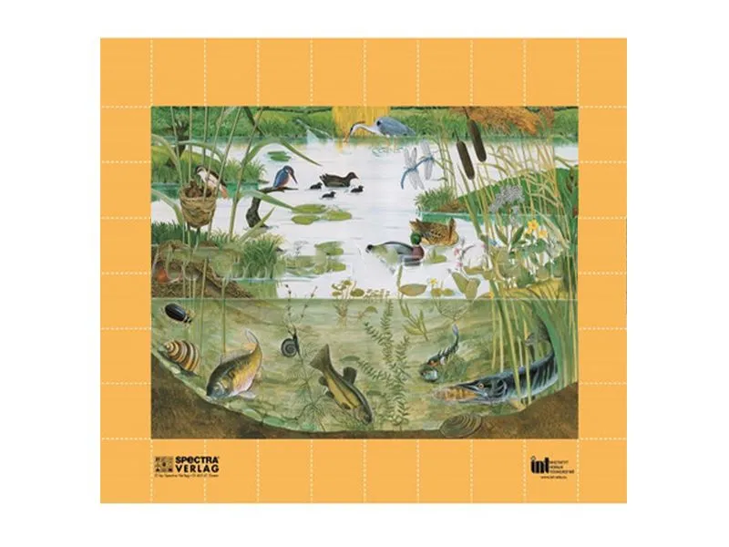 Плакат магнитный «Природное сообщество водоема» 100×80 см