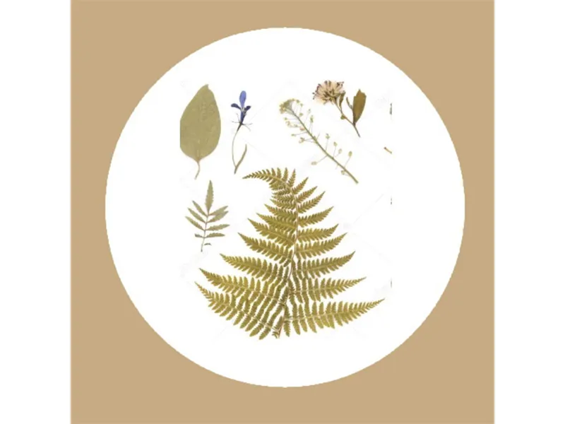 Комплект гербариев для школы — 9 учебных наборов