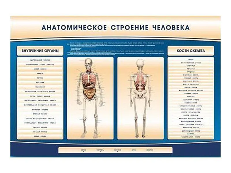 Стенд-тренажер «Анатомия человека» электрифицированный 1500×1000 мм