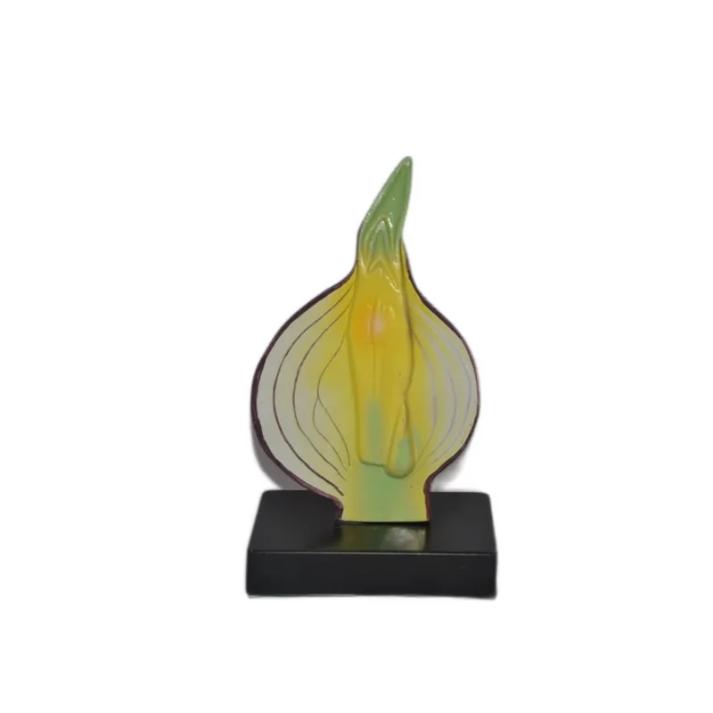 Модель луковицы в разрезе, цветная