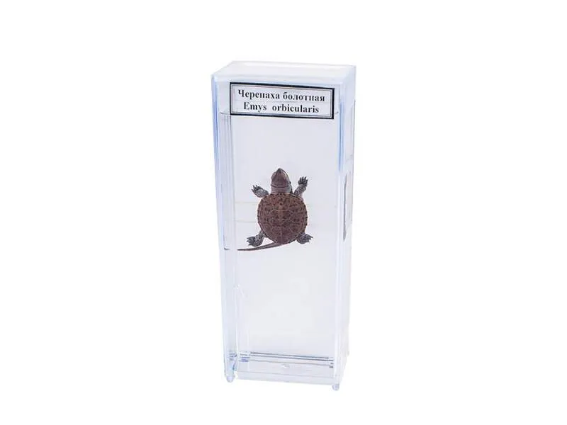 Влажный препарат Черепаха болотная