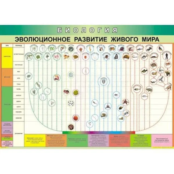 Таблица «Эволюция развития живого мира» 70×100 см