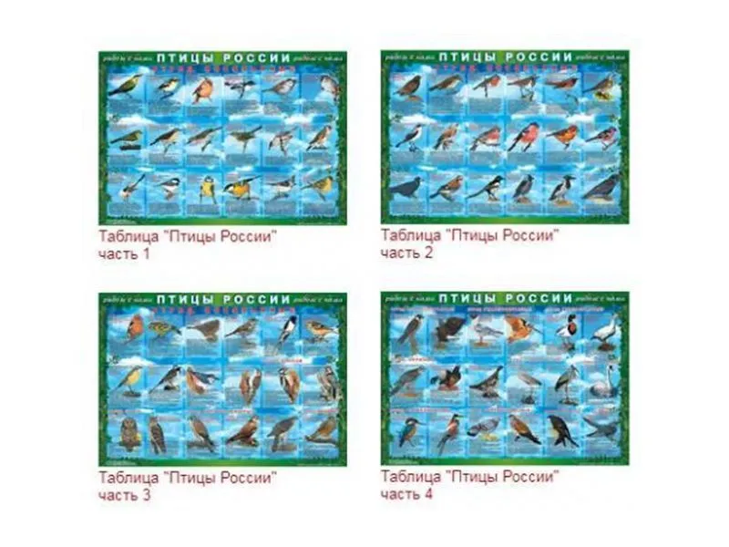Таблицы "Птицы России" 70×100 см