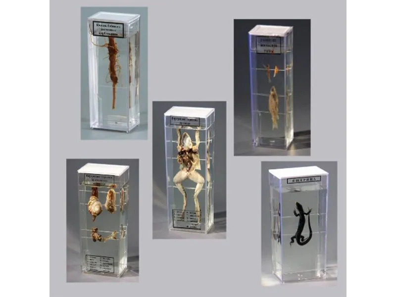 Комплект влажных препаратов (15 препаратов)