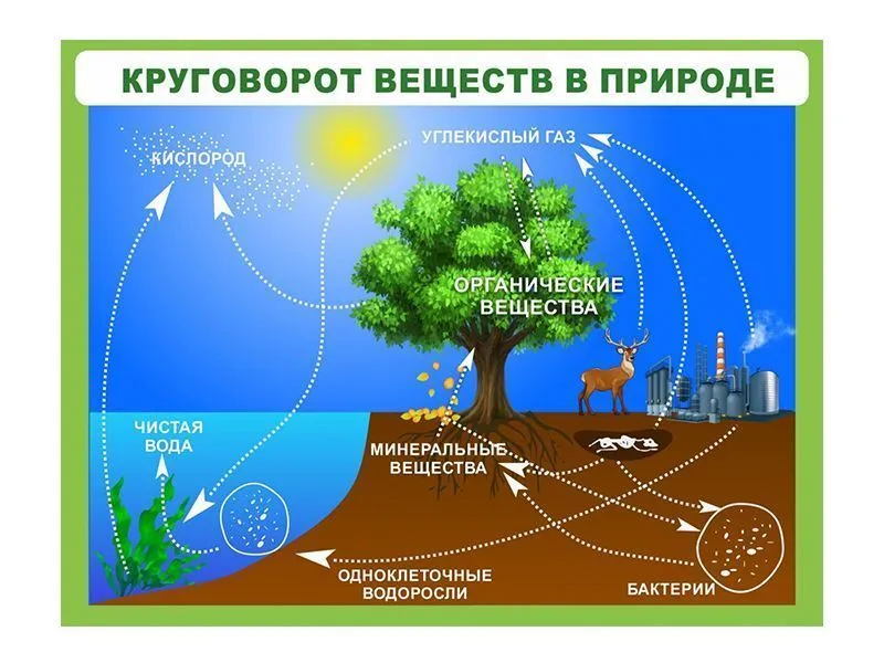 Стенд Круговорот веществ