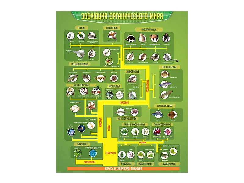 Стенд Эволюция органического мира