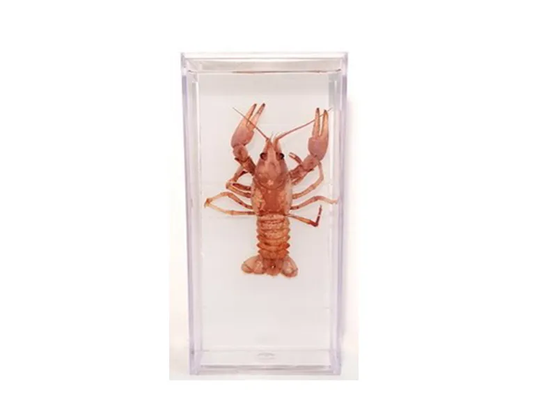 Влажный препарат "Рак речной" — ПРШ-Б20