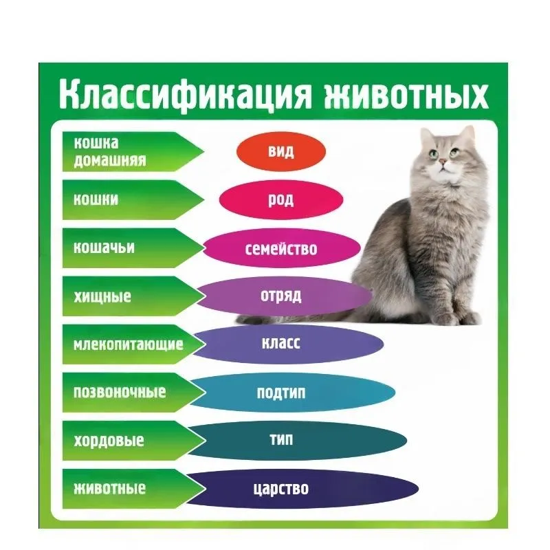 Стенд «Классификация животных» настенный
