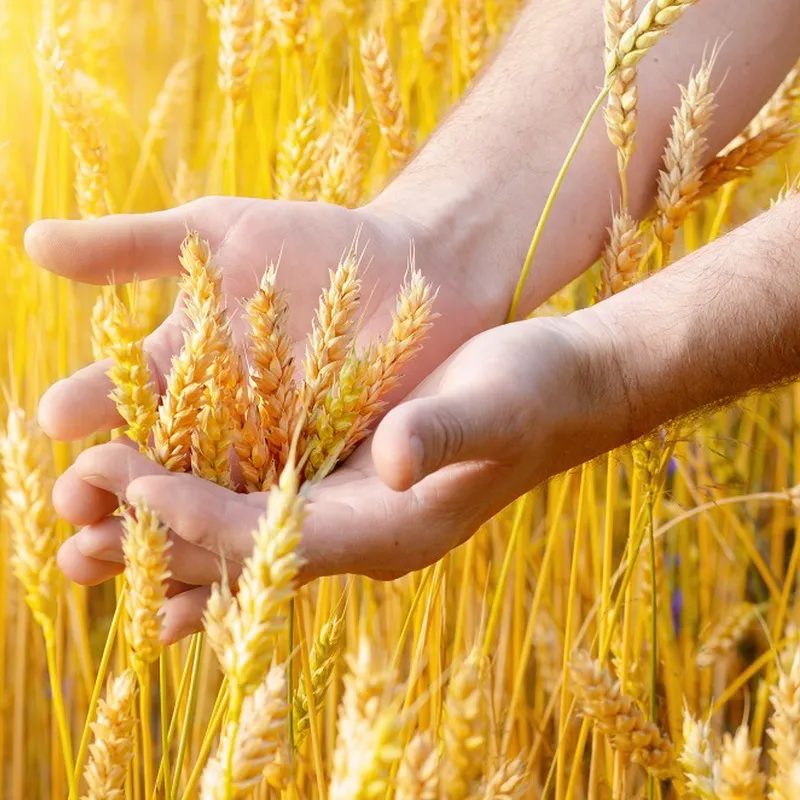 Лабораторный набор «Сельскохозяйственные культуры» — школьный