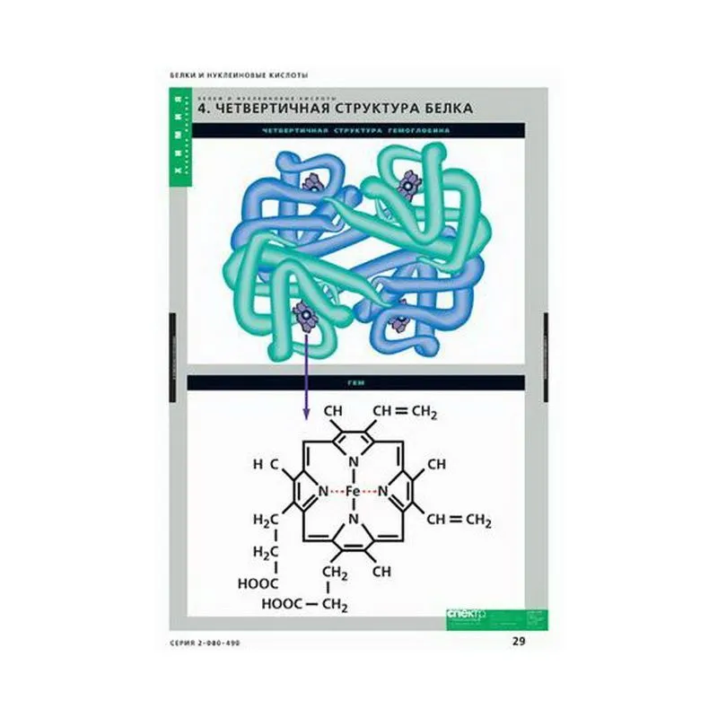 Белки и нуклеиновые кислоты, 8 листов