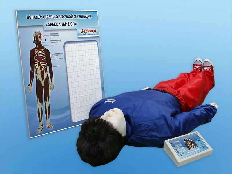 Манекен СЛР «Александр 8» (взрослый)