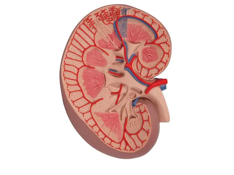 Базовая модель сечения почки