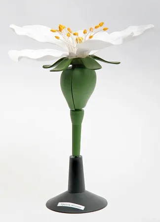 Модель цветка яблони