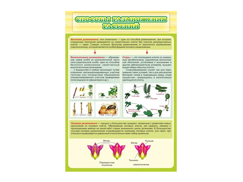 Стенд Способы размножения растений