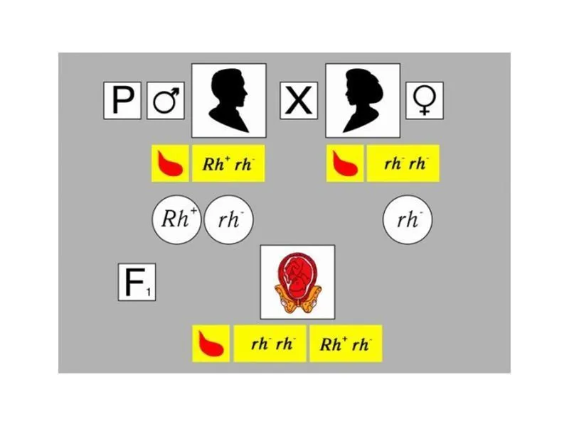Модель «Наследование резус-фактора» — 19 карточек