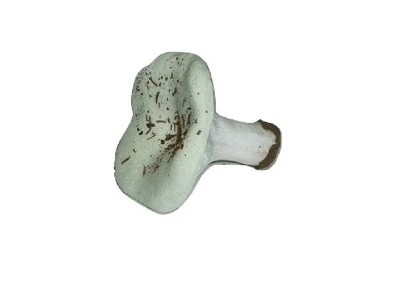 Муляж гриб «Груздь»