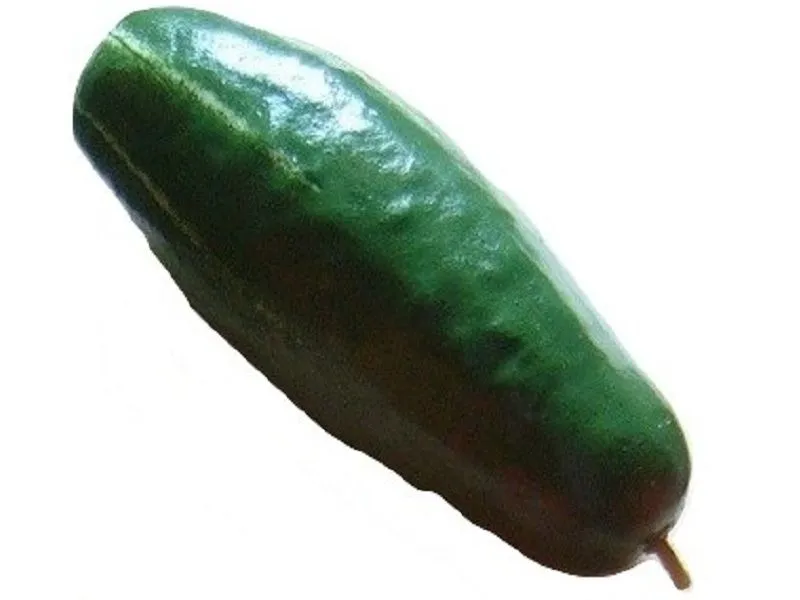 Муляж «Огурец» учебный