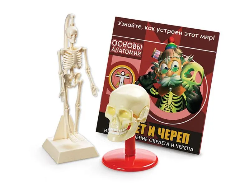 Набор Профессор Эйн: Скелет и череп