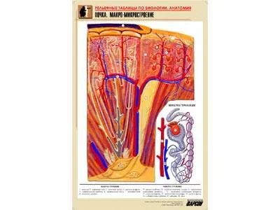 Рельефная таблица Почка. Макро-микростроение, А1