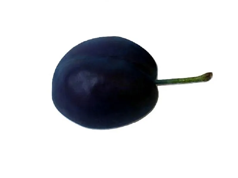 Муляж Слива — натуралистичная модель