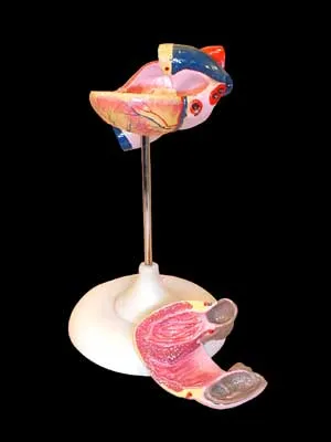 Модель сердца лабораторная 10 см