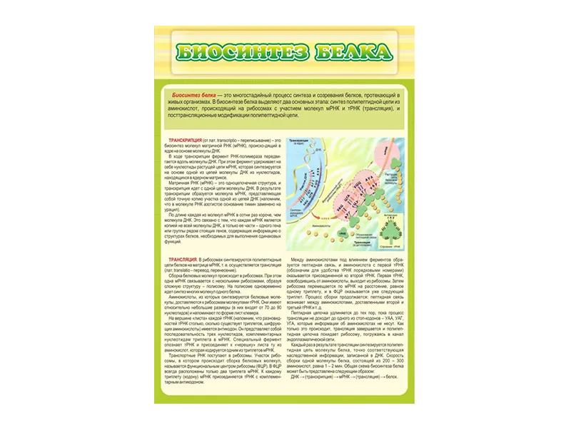 Стенд Биосинтез белка