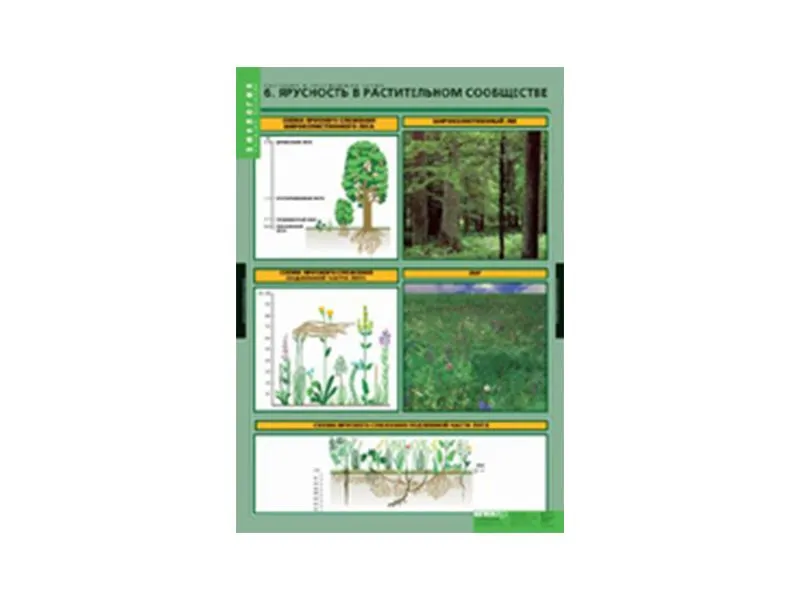 Таблицы "Растения и окружающая среда" — комплект 7 таблиц