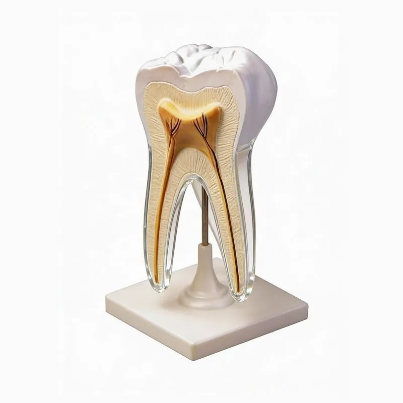 Модель строения зуба ЭДГ-8700, высота 25 см