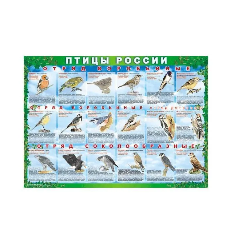 Комплект таблиц Птицы России — 70×100 см (4 листа)