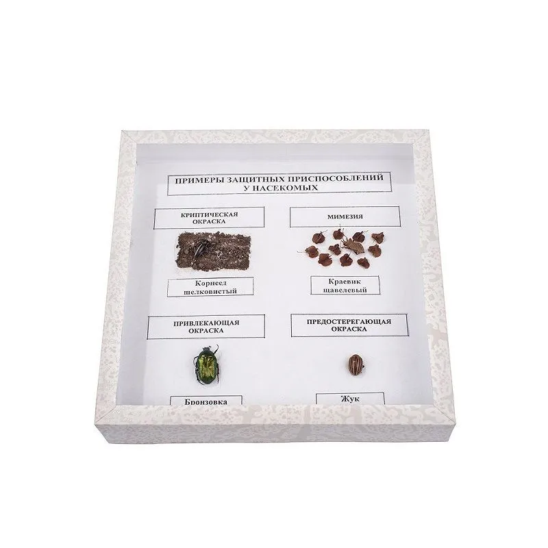 Энтомологическая коллекция: защитные приспособления насекомых