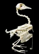 Остеологический скелет голубя ЭДГ-2188